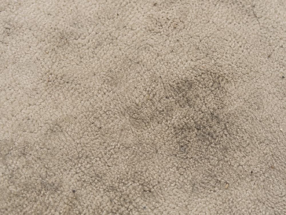 Before Carpet Cleaning